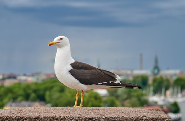 Saddleback bird with Stockholm in the background