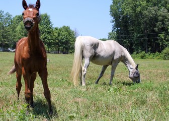 horse and foal