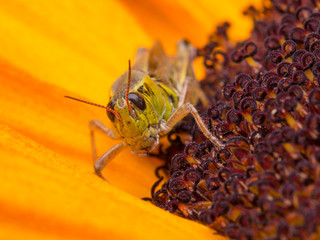 Grasshopper on a Sunflower Macro