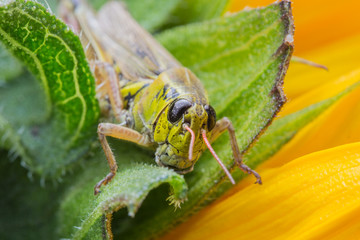 Grasshopper Macro in Alaska