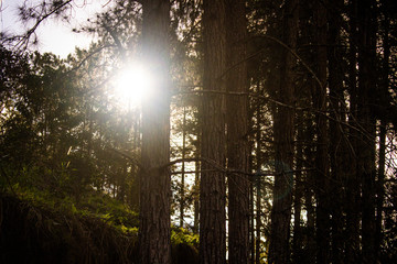 Sun and trees