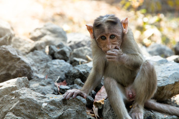 Young small cute male monkey looking straight into the camera with one hand on mouth and another holding the nearby rocks.