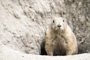 Black-Tailed Prairie Dog (Cynomys ludovicianus) close shot portrait coming out of underground tunnel hole.