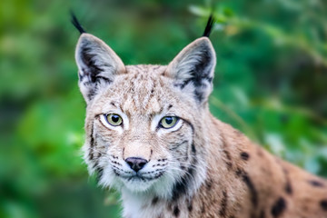 Naklejka na ściany i meble Wild lynx close portrait. Head shot of wild Eurasian lynx cat curious staring straight into the camera. Background of green leafs and trees out of focus due to shallow depth of field.