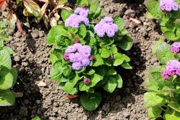 Floss flower or Ageratum houstonianum or Flossflower or Bluemink or Blueweed or Pussy foot or Mexican paintbrush annual plants with softly hairy stems and fuzzy tufted violet flowers in rounded dense 