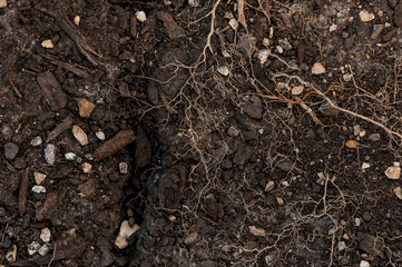 Surface of earth with soil fissure, rocks, wood, and plant roots