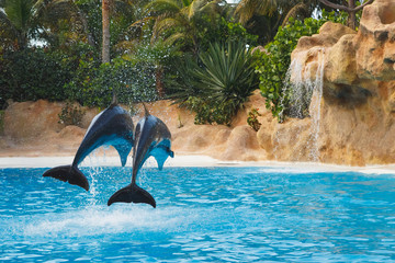 two jumping dolphins in blue water