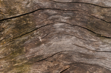 old age sliced wooden surface texture