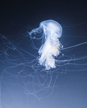 sea nettle jellyfish with long tails