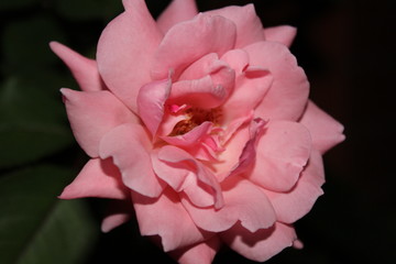 Obraz premium Rosa