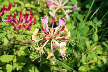 Honeysuckle or Lonicera plants with bilaterally symmetrical purple and white fully open blooming...