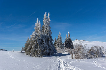 Winter landscape of Vitosha Mountain, Bulgaria