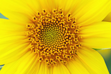 Yellow flower of sunflower close-up. The middle of the inflorescence and the petals.