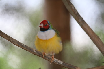Pássaro