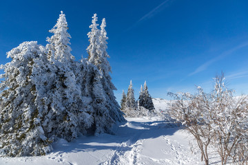 Winter landscape of Vitosha Mountain, Bulgaria