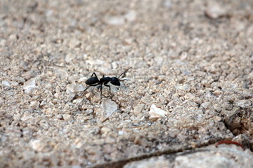 Large black ant walking on concrete and gravel driveway on warm sunny spring day