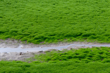 Green moss grass background and waterway.