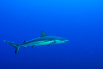 A Caribbean reef shark presiding over his stretch of ocean. The predator has a bad reputation but is fine for divers to swim around. Unfortunately these species are in mass decline