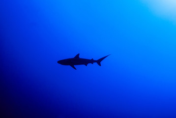 A silhouette shot of a Caribbean reef shark. This predator is cruising through the waters of the Cayman Islands, specifically Grand Cayman