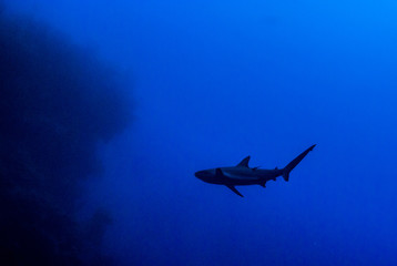 A silhouette shot of a Caribbean reef shark. This predator is cruising through the waters of the Cayman Islands, specifically Grand Cayman