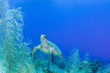 A hawksbill turtle cruising through the reef in the tropical waters of Grand Cayman. These slow creatures take life very calmly