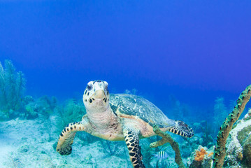 A hawksbill turtle cruising through the reef in the tropical waters of Grand Cayman. These slow creatures take life very calmly