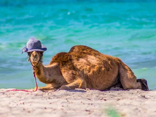 Zelfklevend Fotobehang Young Camel © Peter