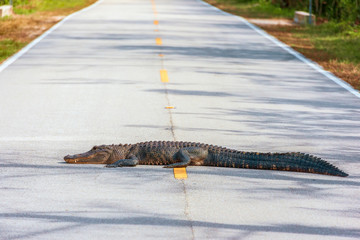 American Alligator lying across the road.Big Cypress National Preserve.Florida.USA