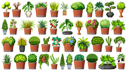 Collection of potted plants on white