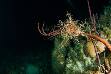 This fascinating creature is called a basket star. By day it rolls itself up into a tight little ball but at night it opens up like this in order to catch small creatures out of the water column