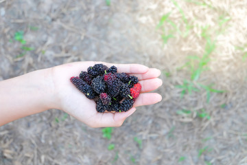 Fresh Mulberry fruits on hand, Mulberry with very useful for the treatment and protect of various diseases. Organic fresh, ripe fruit.