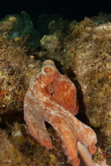 A Caribbean reef octopus is maruding on the reef at night under the cover of darkness. This fascinating creature is at home in the tropical waters of the Cayman Islands