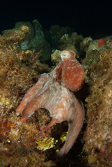 A Caribbean reef octopus is maruding on the reef at night under the cover of darkness. This fascinating creature is at home in the tropical waters of the Cayman Islands