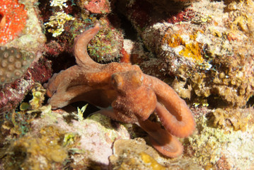 A Caribbean reef octopus is maruding on the reef at night under the cover of darkness. This fascinating creature is at home in the tropical waters of the Cayman Islands