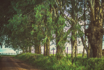 Fototapeta premium trees in the park