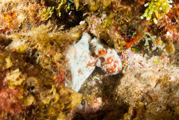 A Caribbean reef octopus is maruding on the reef at night under the cover of darkness. This fascinating creature is at home in the tropical waters of the Cayman Islands