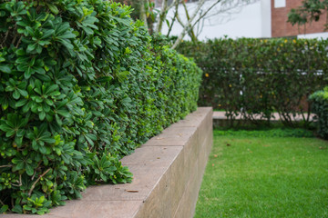 plants wood in greenhouse