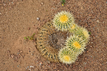 The young and the old, young succulent plants grow out of an old dead plant.