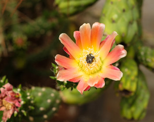 An insect feeding on red cactus flower.