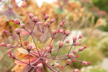 Graphic decorative ornamental flowers in a rock garden.