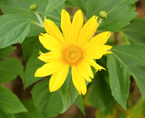 Flowers of Mexican sunflower (Tithonia diversifolia).