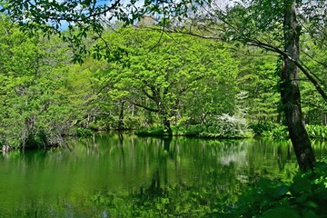 Fototapeta na wymiar 新緑に包まれた森林公園の情景＠北海道