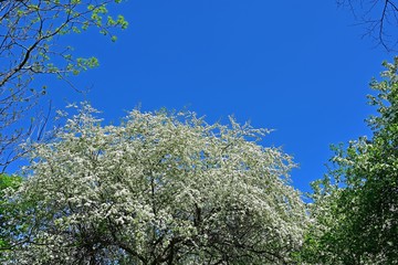 新緑に包まれた森林公園の情景＠北海道