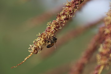 sago palm tree blooming