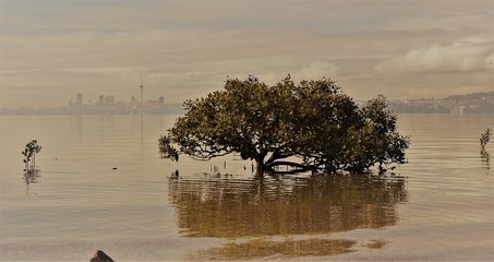 Lasy bagienne Auckland