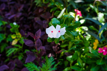 flowers in the garden