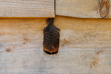 A turkey feather lodged between two boards of a cabin.  - 281349666