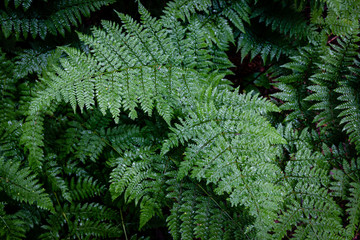 Vibrant ferns in the White Mountains of New Hampshire.  - 281349681