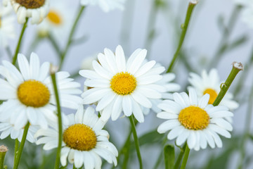 Obraz premium White daisies with isolated with white background