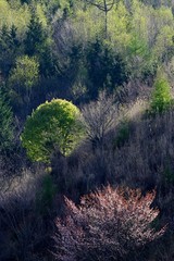 山桜のある風景